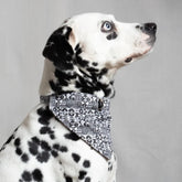 Bow Wow Haus Dog Bandana by Hiro and Wolf